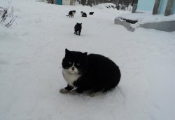 Паломничество в Иоанно-Богословский Крыпецкий и Спасо-Елеазаровский монастыри 12 декабря 2010 года