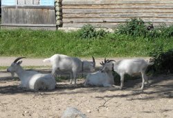 Паломничество в Свято-Благовещенскую Никандрову пустынь 3 июля 2011 года